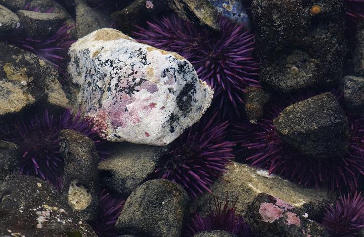 Rock & Urchin 1611.jpg